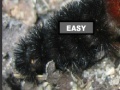                                                                     Puzzle hairy caterpillar קחשמ