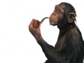                                                                     Monkey with a pipe קחשמ