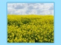                                                                     Flower fields Jigsaw קחשמ