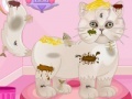                                                                     Persian cat princess spa salon קחשמ