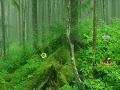                                                                     Tongass National Forest Escape קחשמ