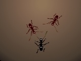                                                                     Ants Arena קחשמ