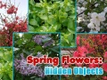                                                                     Spring Flowers: Hidden Objects קחשמ