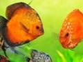                                                                     Tropical fish jigsaw Tournament קחשמ