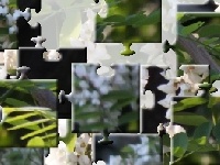                                                                     White spring קחשמ