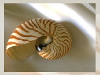                                                                     Sea shell קחשמ