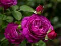                                                                     Purple Roses קחשמ