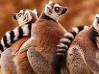                                                                     Tired monkeys קחשמ