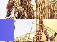                                                                     Birds in the bush קחשמ