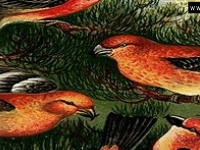                                                                     Funny birds קחשמ