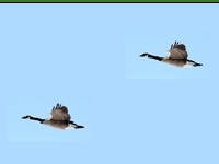                                                                     Duck hunter קחשמ