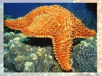                                                                     Choose a puzzle 4 קחשמ