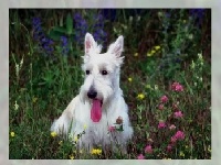                                                                     Different dogs קחשמ