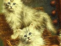                                                                     Naughty cats קחשמ