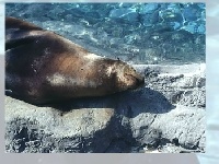                                                                     Sea lion קחשמ