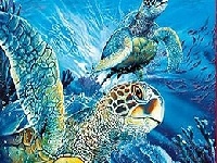                                                                     Tutrtles in the ocean קחשמ