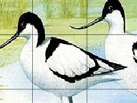                                                                     Two funny birds קחשמ