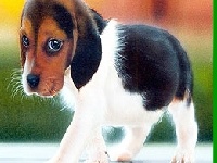                                                                     Funny dog 3 קחשמ