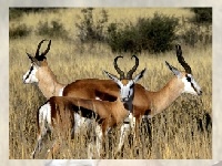                                                                     Deer  puzzle קחשמ