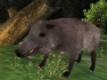                                                                       Wild boar Hunting ליּפש