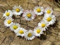                                                                     Daisy Heart Jigsaw קחשמ