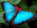                                                                     Nature Jigsaw Puzzle Butterfly קחשמ