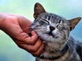                                                                     Tickling Cat קחשמ