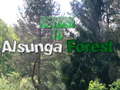                                                                     Return To Alsunga Forest קחשמ