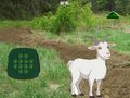                                                                       Goat Find The Child ליּפש