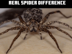                                                                     Real Spider Difference קחשמ