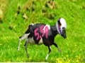                                                                     Evel Cownievel קחשמ