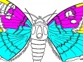                                                                     Coloring 5 butterfly קחשמ