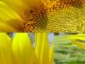                                                                     Sunflower Photo Puzzle קחשמ