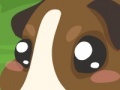                                                                     Guinea pig care קחשמ