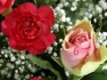                                                                    Beautiful Flowers - Find The Numbers קחשמ