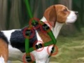                                                                     Beagle training קחשמ