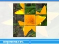                                                                     Yellow Lily קחשמ
