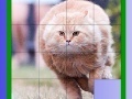                                                                     Fat Cat Slide Puzzle קחשמ