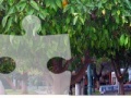                                                                     Orange Tree Jigsaw Puzzle  קחשמ