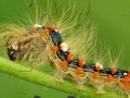                                                                     Caterpillar קחשמ
