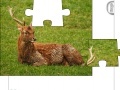                                                                     Jigsaw: Young Deer קחשמ