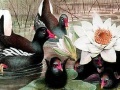                                                                     Black swans and lotus puzzle קחשמ