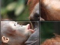                                                                     Orangutan Baby Slider Puzzle  קחשמ