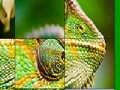                                                                     Big chameleon slide puzzle קחשמ