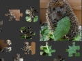                                                                     Hedgehog Puzzle  קחשמ