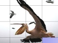                                                                     Flying pelicans slide puzzle קחשמ