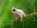                                                                     Cute little frog puzzle קחשמ