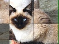                                                                     Blue Eyed Cats Slide Puzzle קחשמ