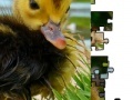                                                                    Jigsaw: Little Duckling  קחשמ