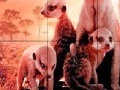                                                                     Little shy meerkat family slide puzzle קחשמ
